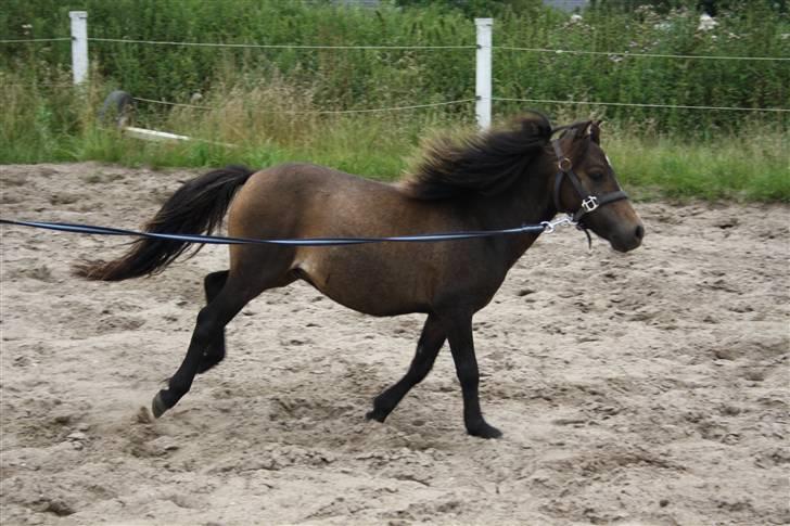 Shetlænder Kenzo. billede 1