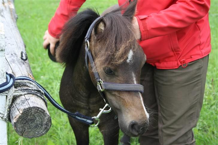 Shetlænder Kenzo. billede 2