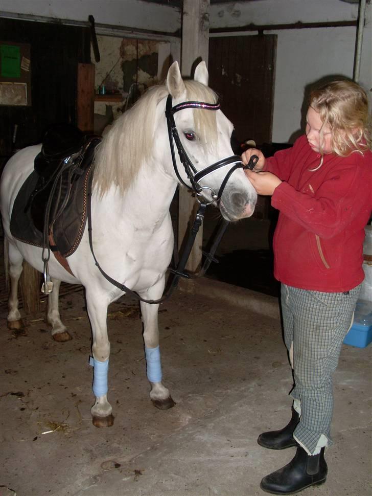 Anden særlig race polka  [solgt] - snarts kar til en ridetur billede 9