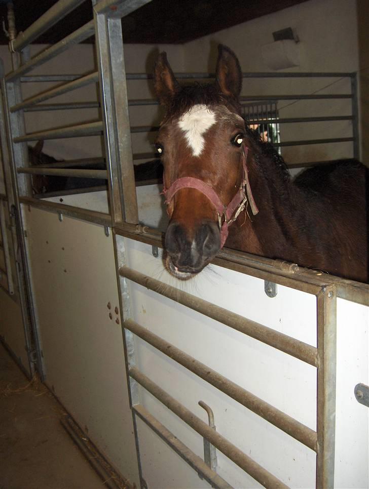 Dansk Varmblod K2`s Beat Me billede 1