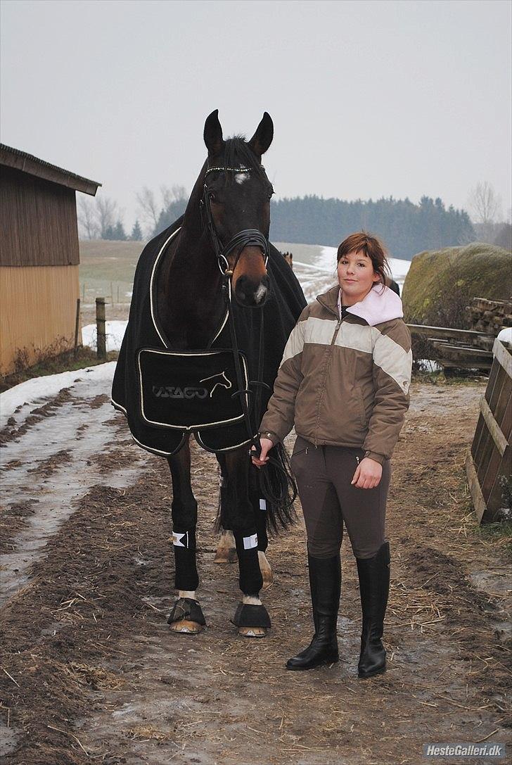 Dansk Varmblod Louis Figo (solgt) billede 9