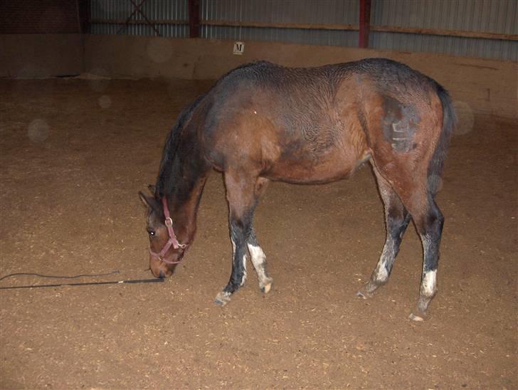 Dansk Varmblod K2`s Beat Me billede 2