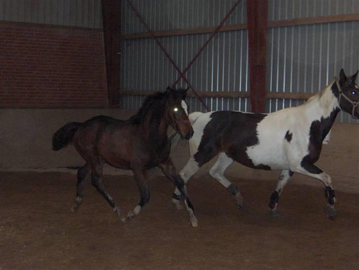 Dansk Varmblod K2`s Beat Me billede 3