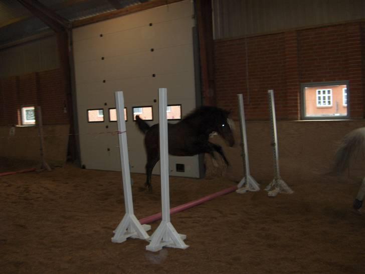 Dansk Varmblod K2`s Beat Me billede 5