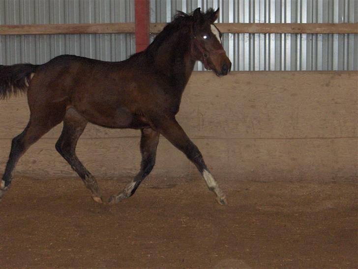 Dansk Varmblod K2`s Beat Me billede 6