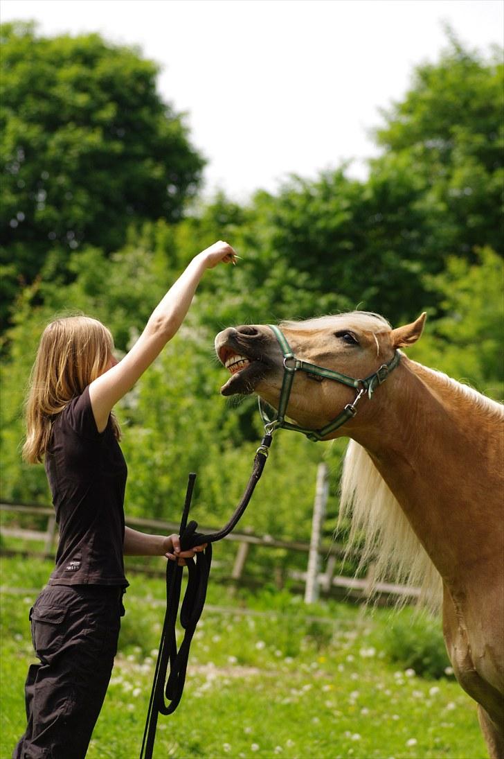 Haflinger Lukas - Vi smiler til alle vi ser (; <3 *Foto: Katrine*  billede 2