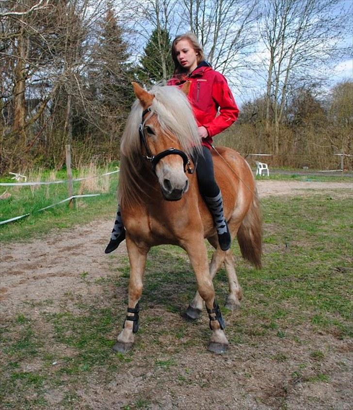 Haflinger Lukas - Vi øver lige schenkelvigning i skridt - han er bare blevet super til det! :) *Foto: Katrine* billede 3