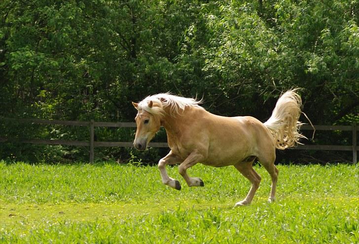 Haflinger Lukas - Så slap dog af, hest! 8D *Foto: Mig* billede 4