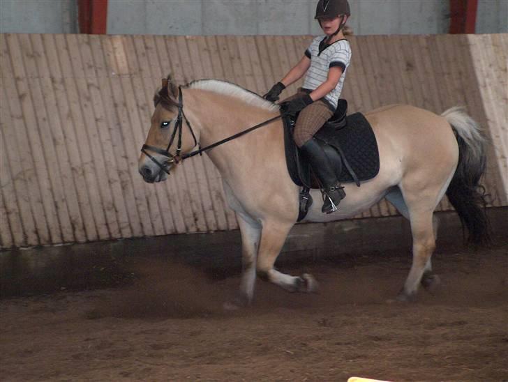 Fjordhest Musse/min søster's/Sandra - Mig der rider Musse :) billede 19