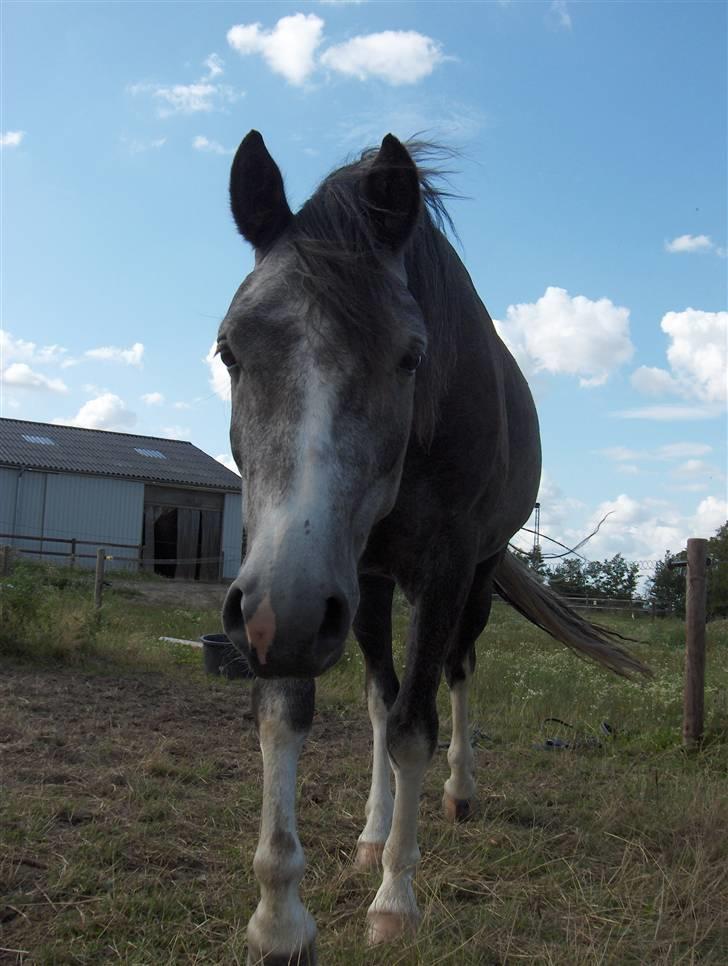 DSP Langdamsgaards Don billede 19