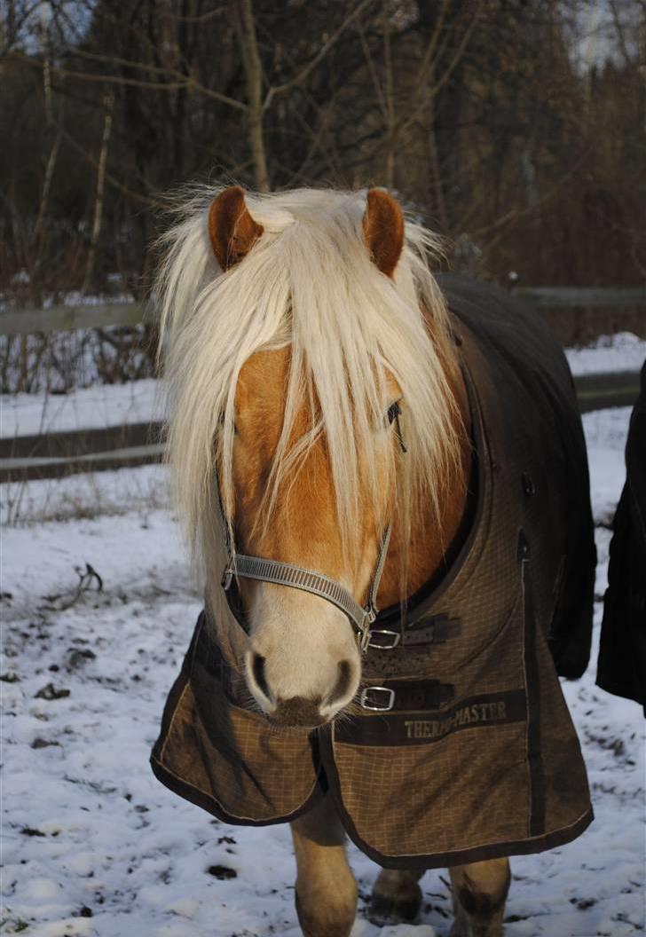 Haflinger Lukas - Smukke Lukas på folden -Lukas i sneen januar ´10 *Foto: Katrine* billede 5