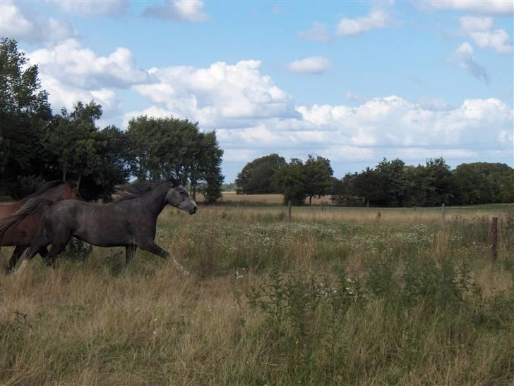 DSP Langdamsgaards Don billede 20