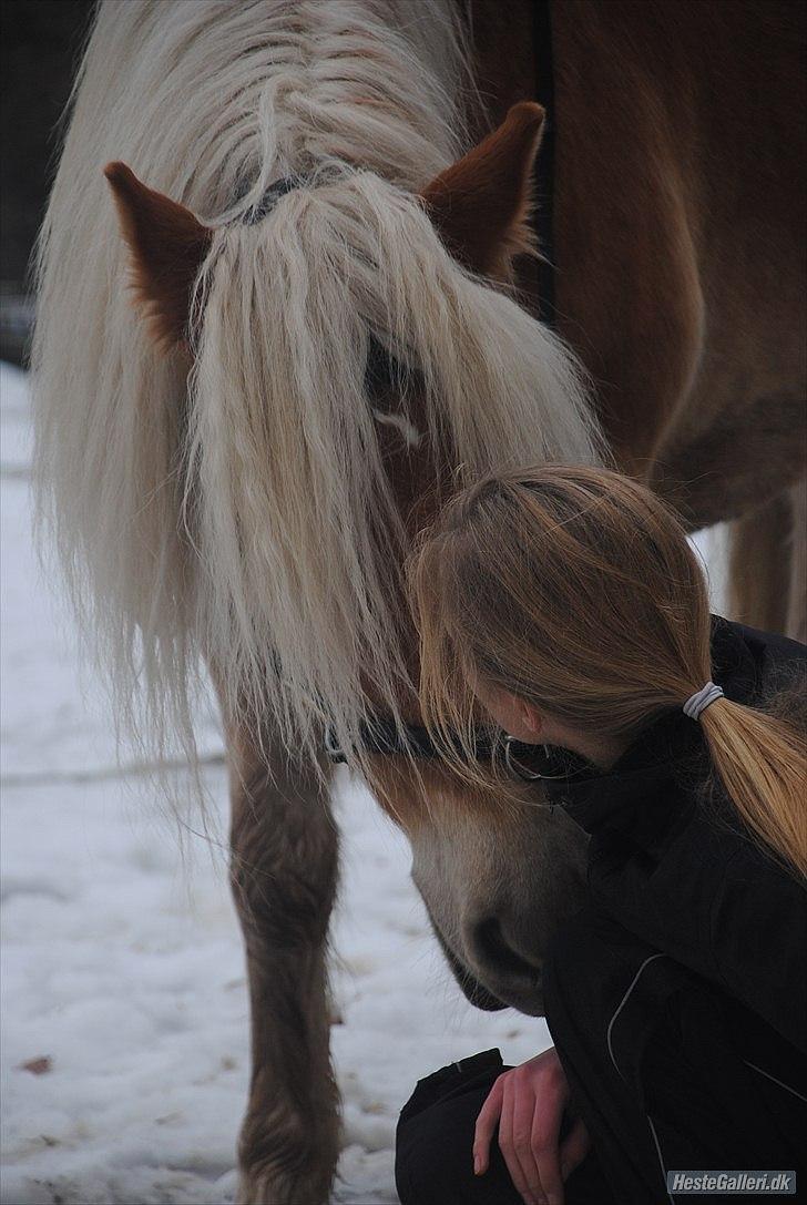 Haflinger Lukas - En hest med det sind skal man lede længe efter ! Han er det man kalder en éner.. En sand en!! <3 *Foto: Katrine* billede 6