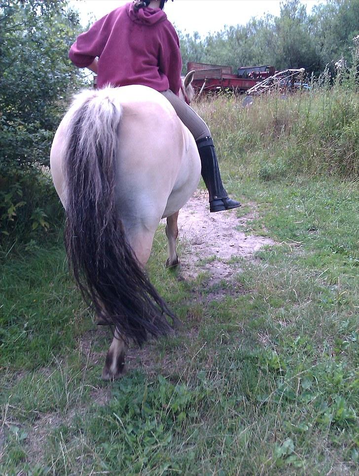 Fjordhest Musse/min søster's/Sandra - Tak fordi i gad og kigge på Musses profil :D billede 20