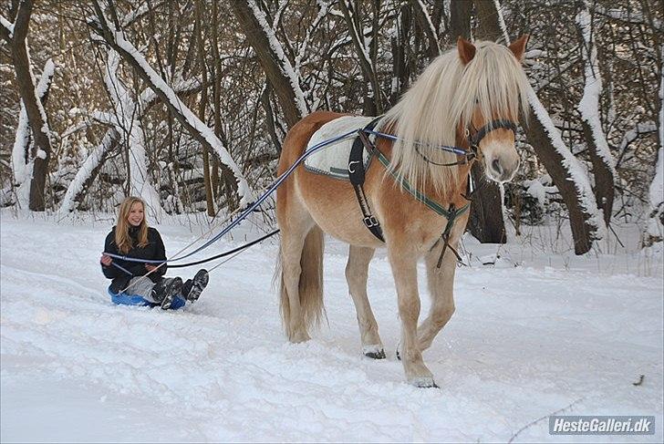 Haflinger Lukas - Smukke-hesten spændt for kælk :D Her i skridt :) *Foto: Katrine* billede 9
