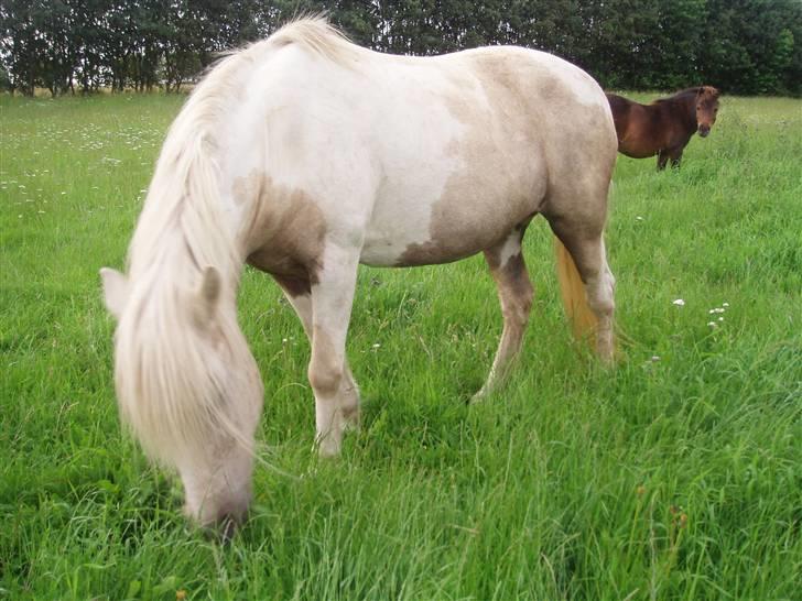 Anden særlig race Bella - Smukke Bella billede 4