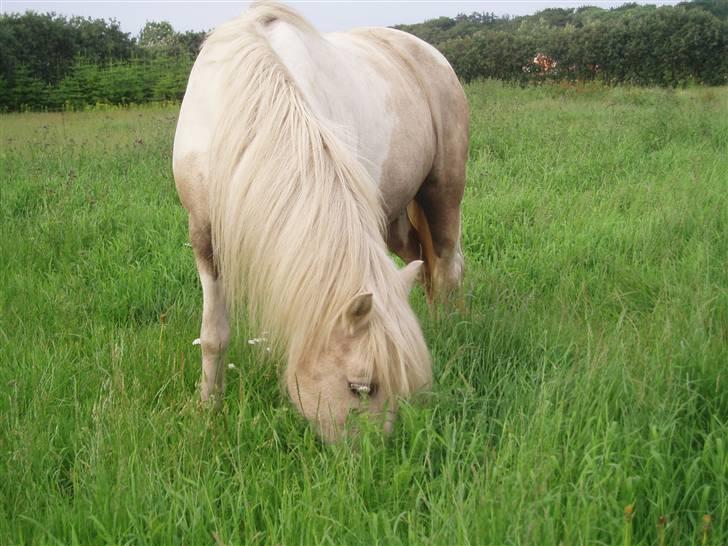 Anden særlig race Bella - Og smukke Bella igen =D billede 5
