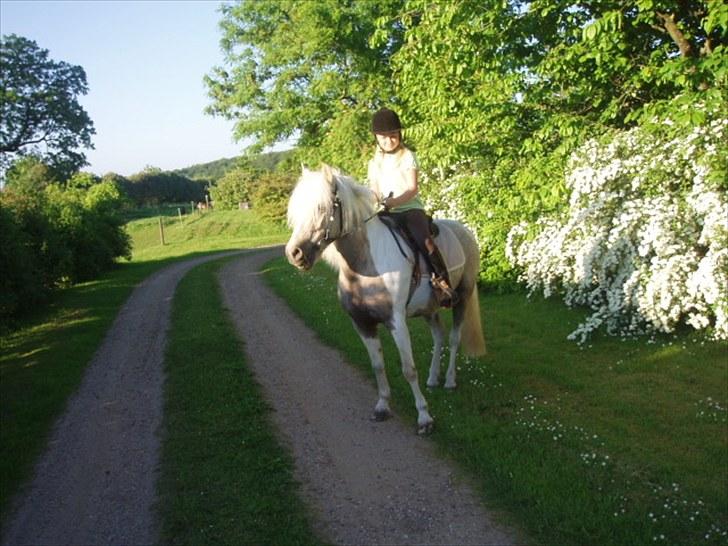 Anden særlig race Bella billede 6