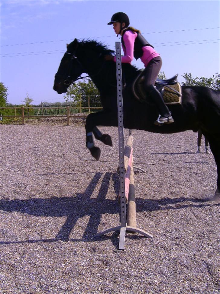 Anden særlig race Sheik  - #3. billede 3