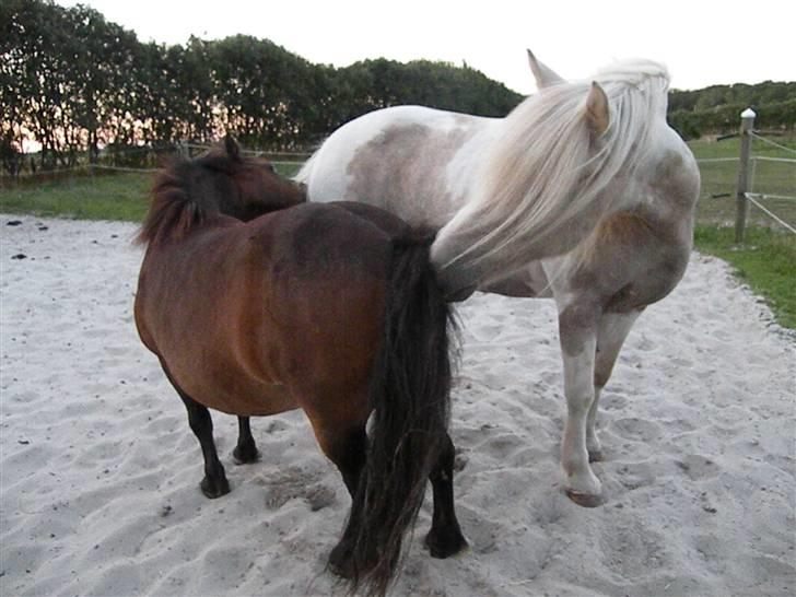 Anden særlig race Bella - Manse og Bella ( Manse er Bellas bedste hesteven ) billede 11