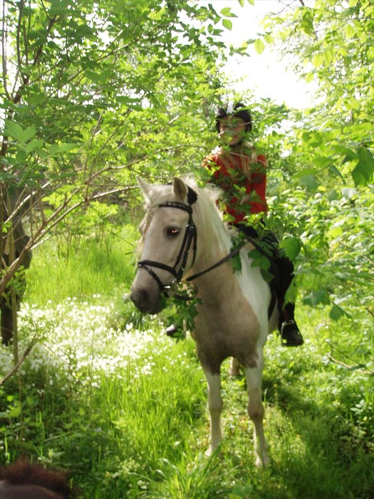 Anden særlig race Bella billede 12