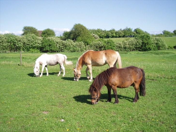 Anden særlig race Bella billede 13
