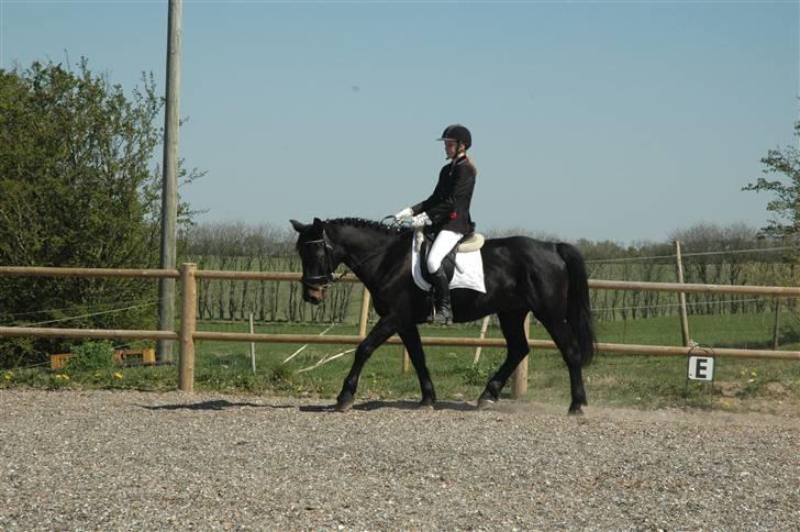 Anden særlig race Sheik  - #9. billede 9