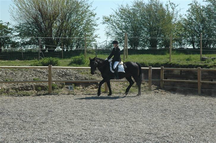 Anden særlig race Sheik  - #10. billede 10