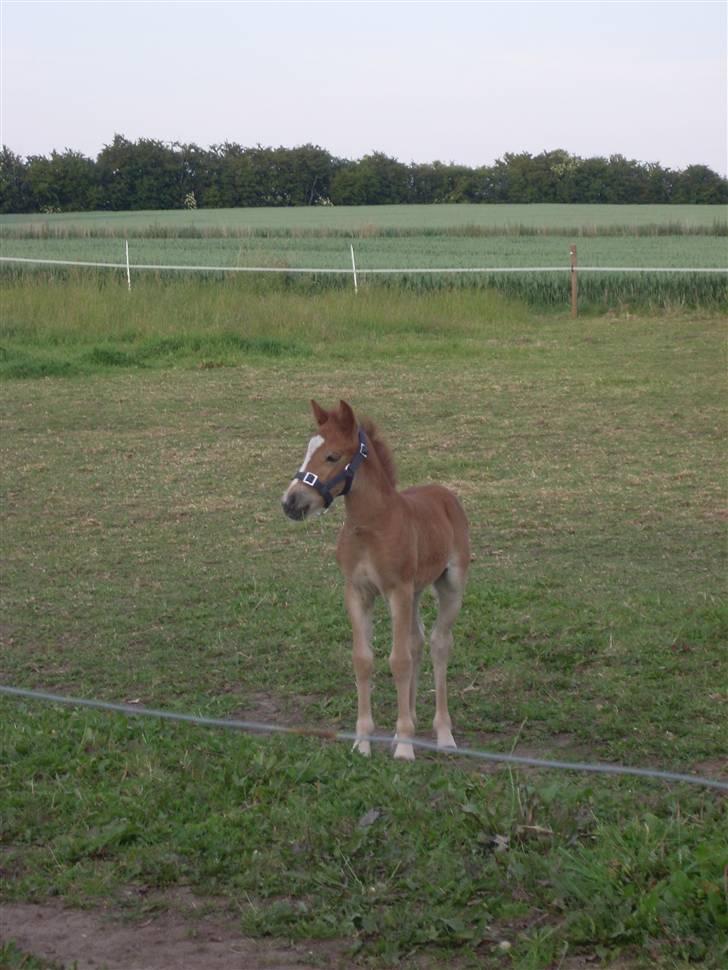 Anden særlig race Beauty Surprice  solgt billede 12