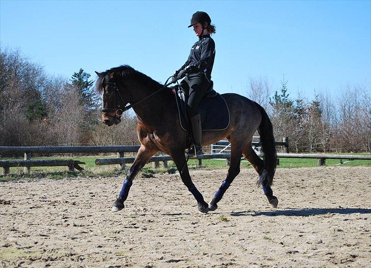 DSP Bæklunds Remus - solgt billede 12