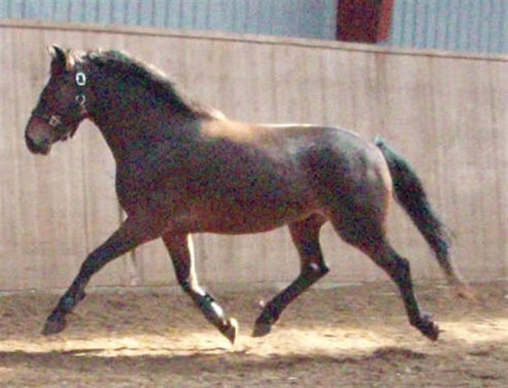 DSP Bæklunds Remus - solgt - fin trav ikke?:D  billede 13