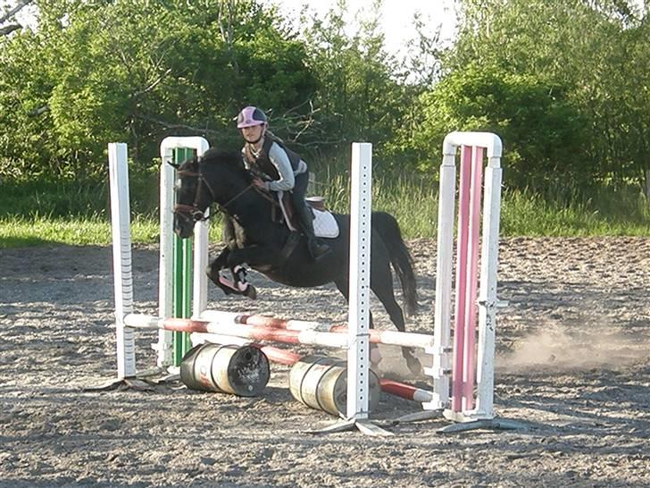 Pinto Ring Ø-bjergs Cassi solgt billede 5