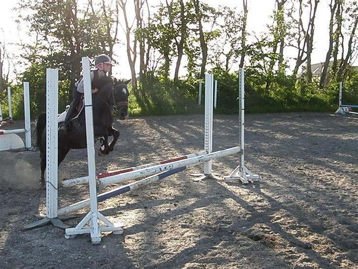 Pinto Ring Ø-bjergs Cassi solgt billede 6