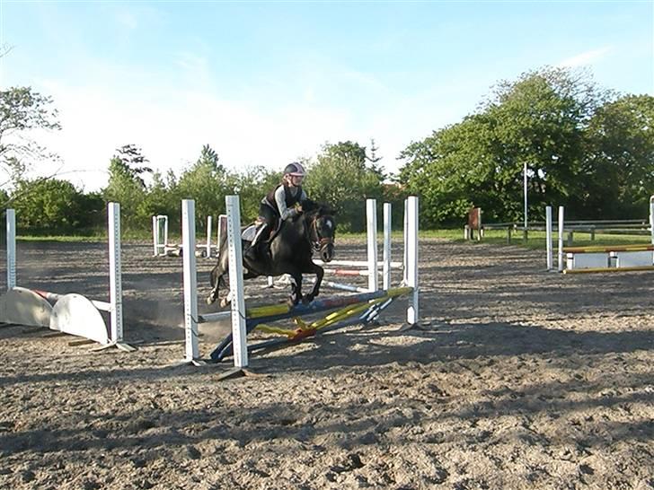 Pinto Ring Ø-bjergs Cassi solgt billede 7