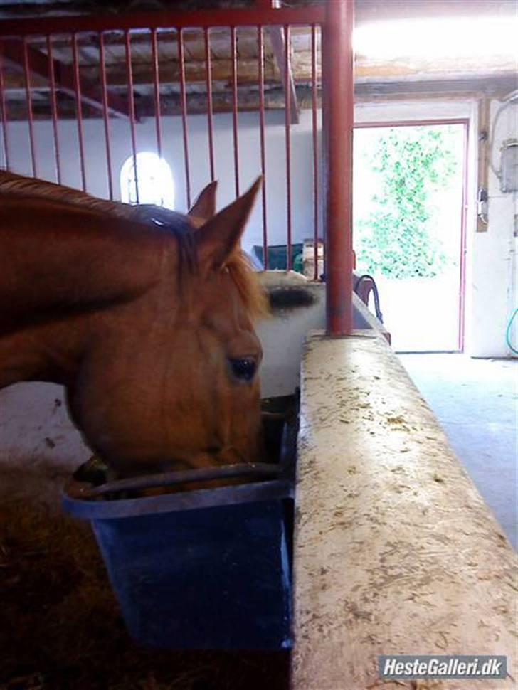 Oldenborg Winnie billede 6