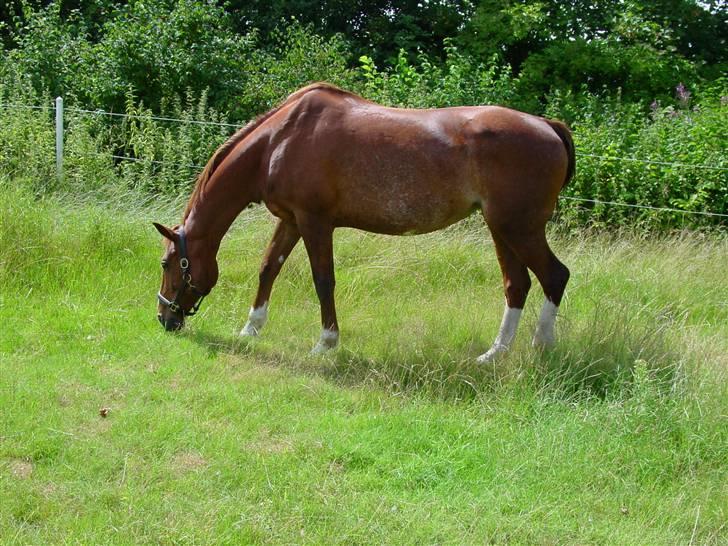 Oldenborg Winnie billede 7