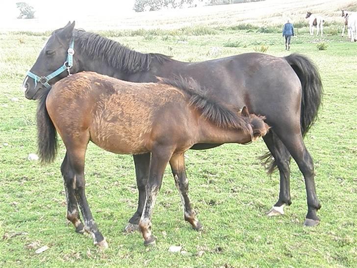Pinto Ring Ø-bjergs Cassi solgt billede 8