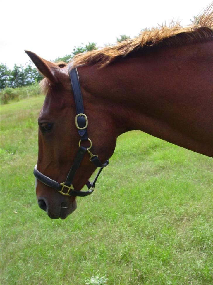 Oldenborg Winnie billede 8