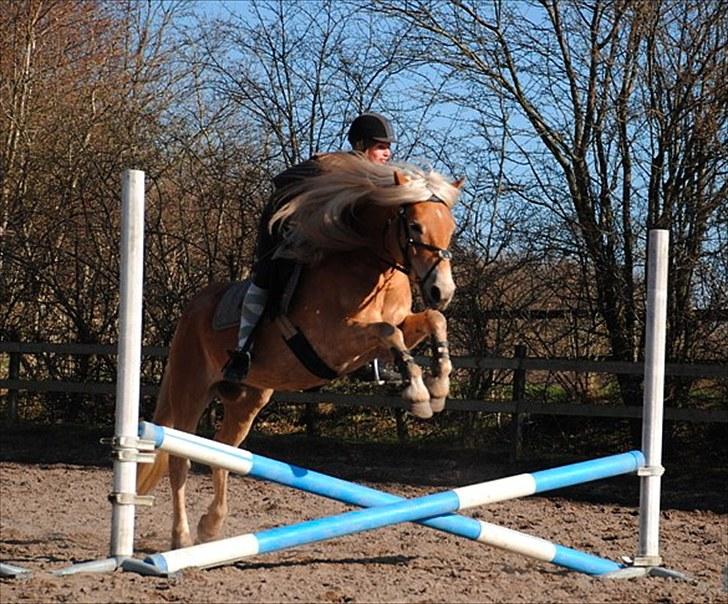 Haflinger Lukas - Hvor meget har du lige behov for at springe over, hest? xD *Foto: Katrine* billede 12