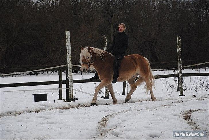 Haflinger Lukas - Lukas, jeg kommer til at savne dig :´( <3 *Foto: Katrine* billede 13