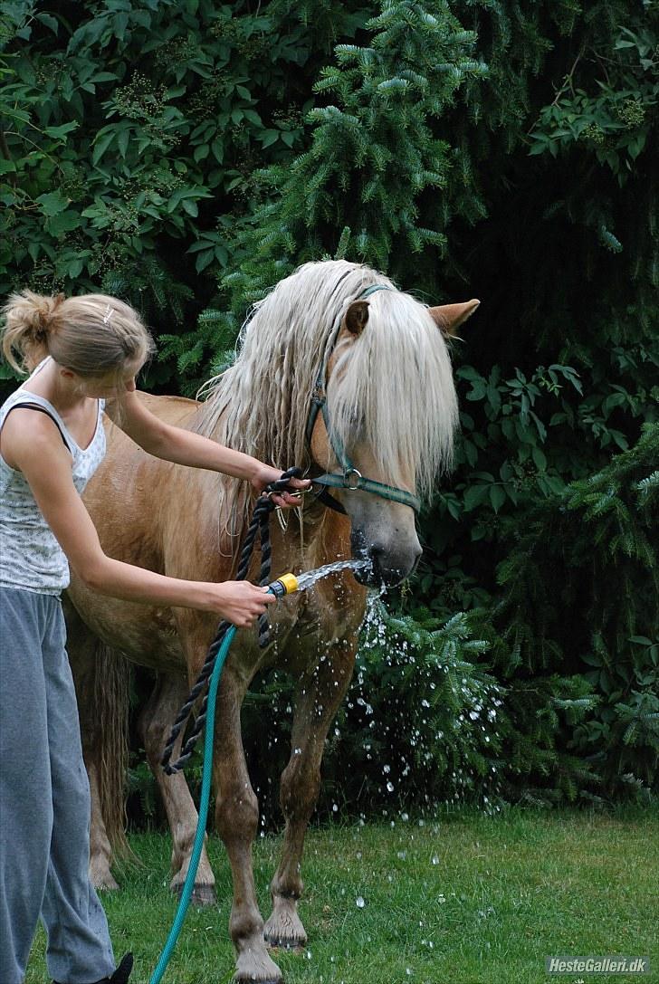 Haflinger Lukas - Lukas til store vaskedag x) *Foto: Katrine* billede 14