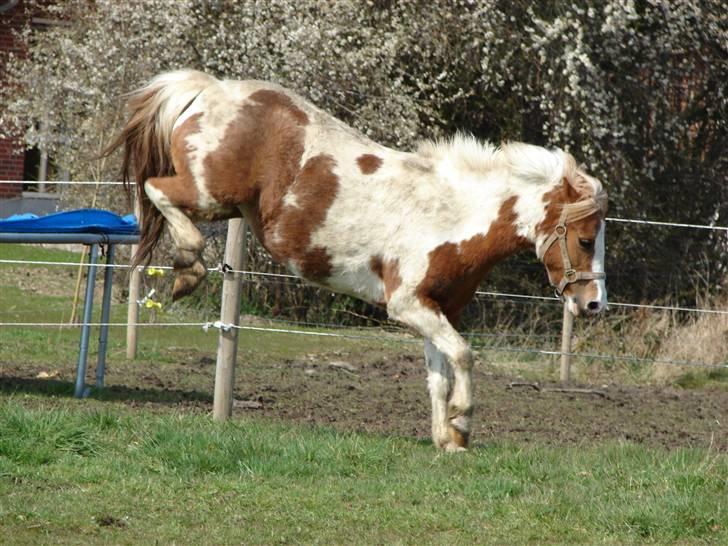 Pinto Lucky (Min bedste ven forevigt) - Lucky er lige hoppet ned fra trampolinen x:D :-) billede 6