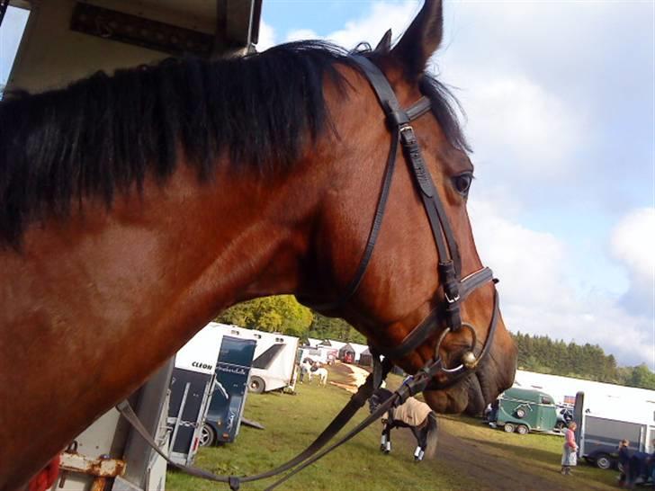 Dansk Varmblod Gagarin Sejsal billede 1