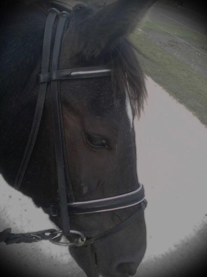 Anden særlig race Stella <33 R.I.P - et af mine første stevne havde lige fået hende <33 billede 11