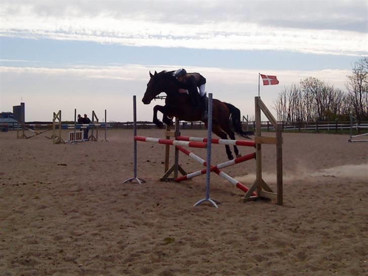 Dansk Varmblod Gagarin Sejsal billede 2