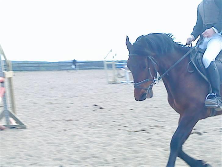 Dansk Varmblod Gagarin Sejsal billede 3