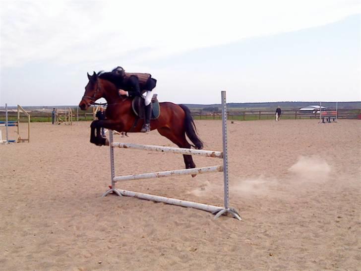 Dansk Varmblod Gagarin Sejsal billede 4