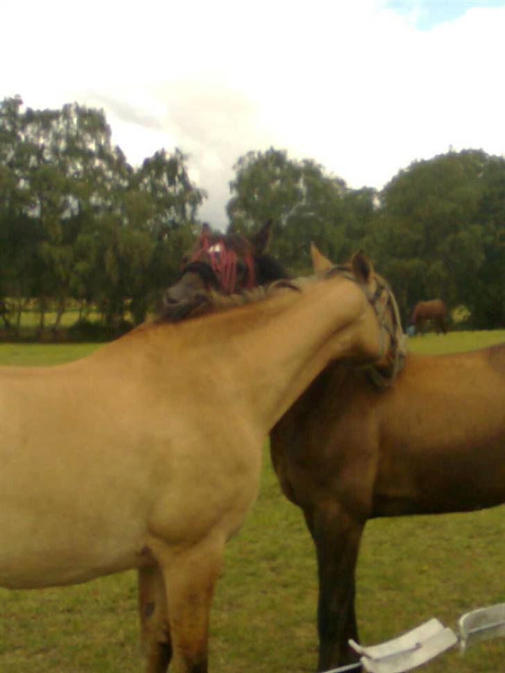 Anden særlig race Stella <33 R.I.P billede 16