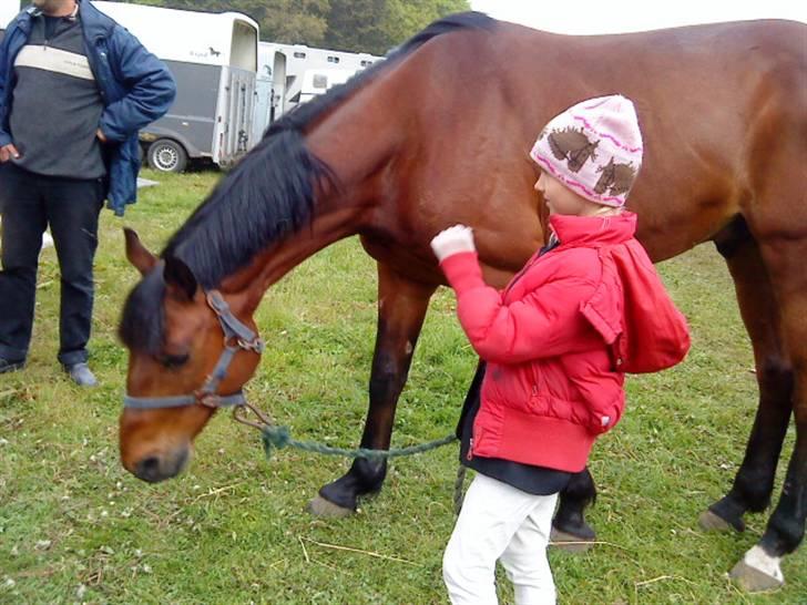 Dansk Varmblod Gagarin Sejsal billede 5