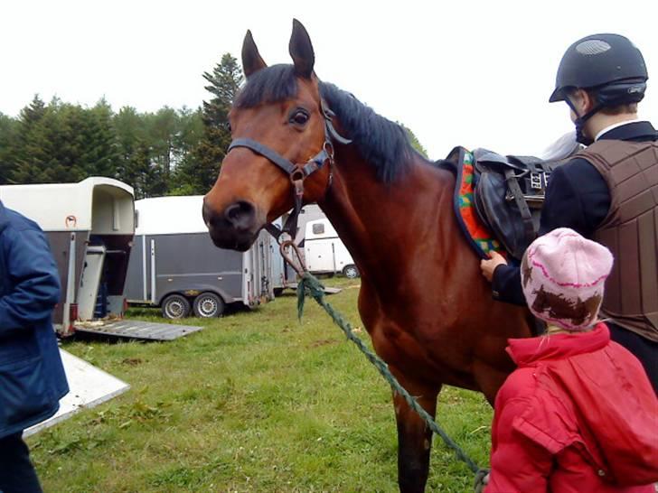 Dansk Varmblod Gagarin Sejsal billede 6